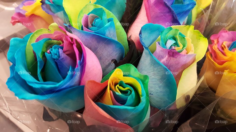 Rainbow roses