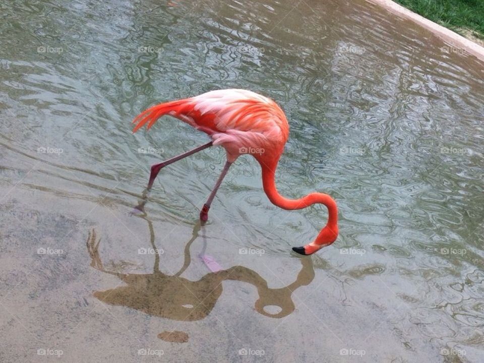 Flamingo Reflection 