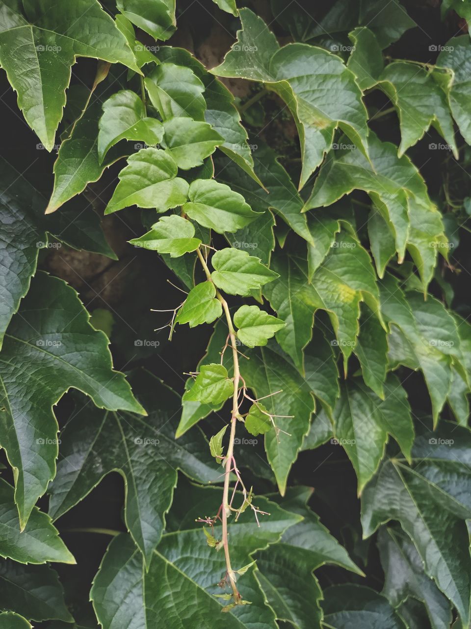 ◐  🌿  Close Up View of Green Leaves at Dawn
◐  💚  Beautiful Photo to Enjoy Viewing