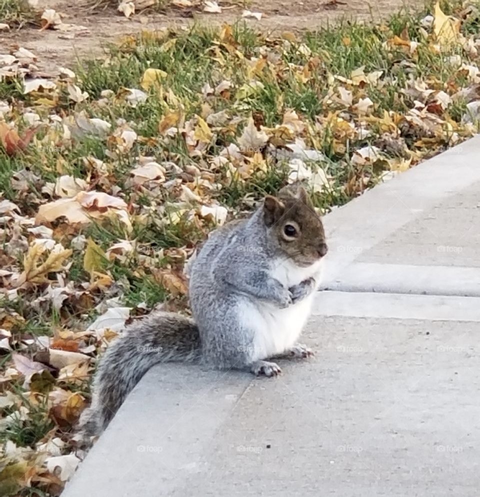 Adorable gray white brown squirrel in Lenexa Kansas 
