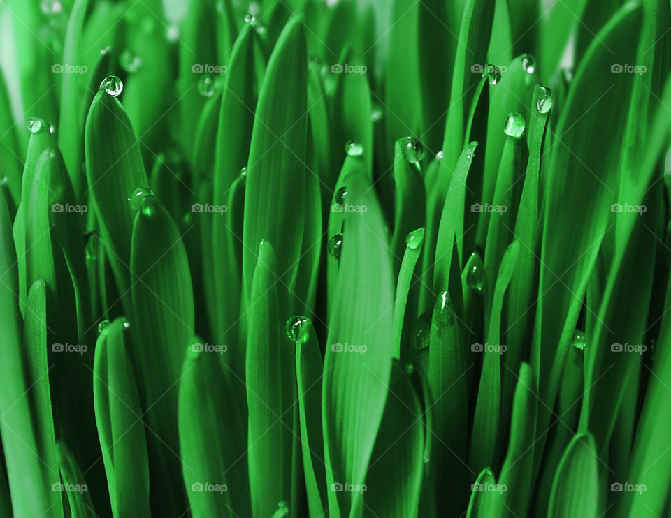 Natural background made of juicy emerald green grass with morning dew on it 