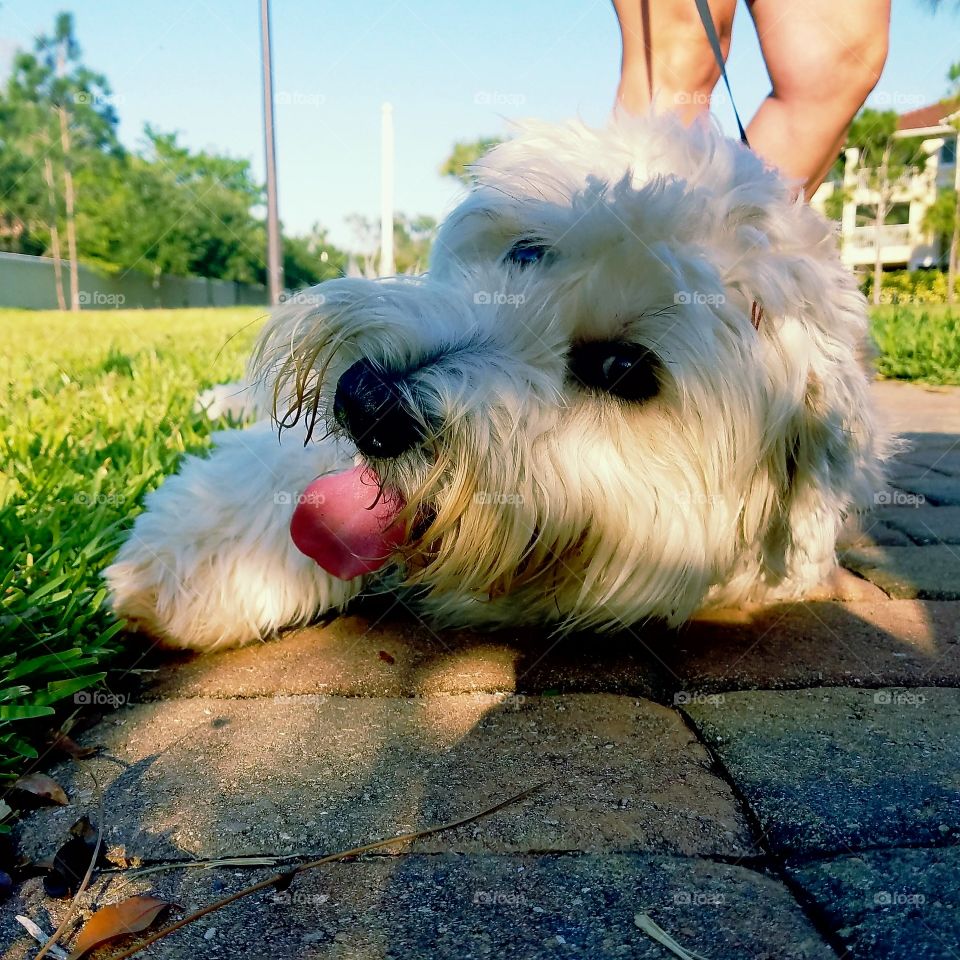 HAPPY FRIDAY FROM SHELBY THE BEAUTIFUL LIL' WHEATEN PUP 🐶💞🌼🍹🎉🌻🎀🐕🌹🎀☀🏵