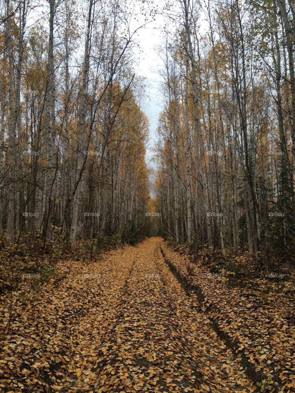 Birch woods in  autumn