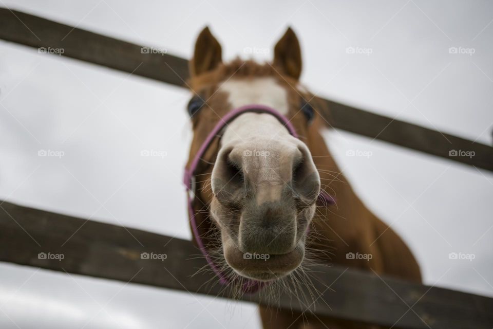 Funny portrait of horse ,  bottom view
