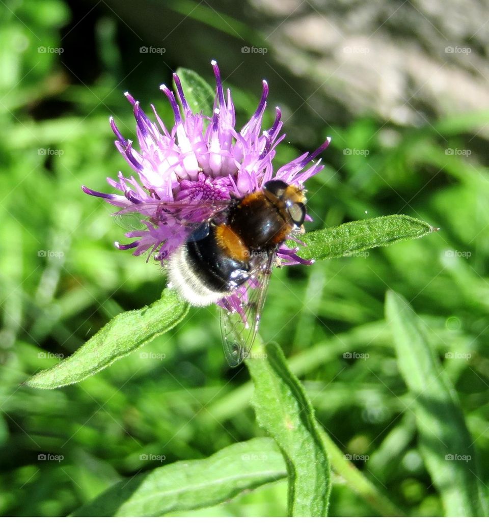 pollinating