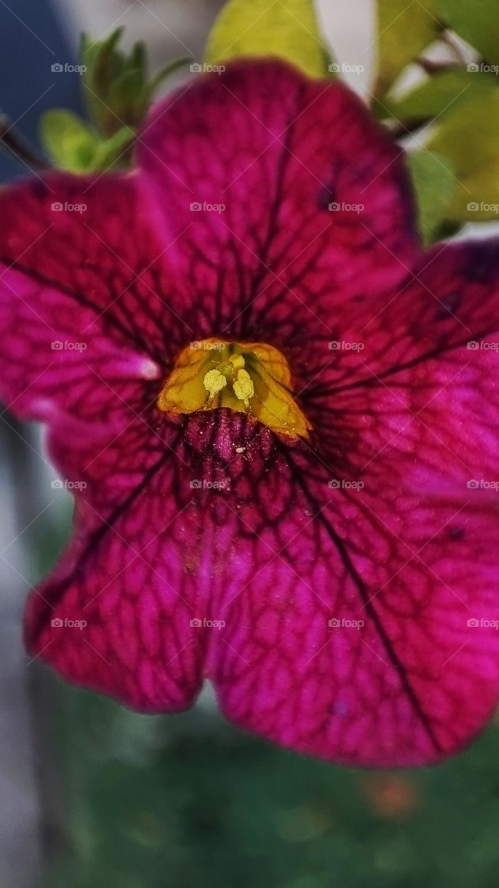 Macro photo of flower growing in the garden