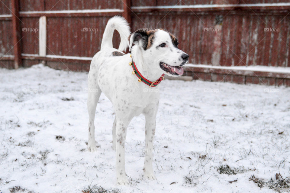 Mixed breed white dog standing in the snow in a fenced in yard wearing a jingle bell collar