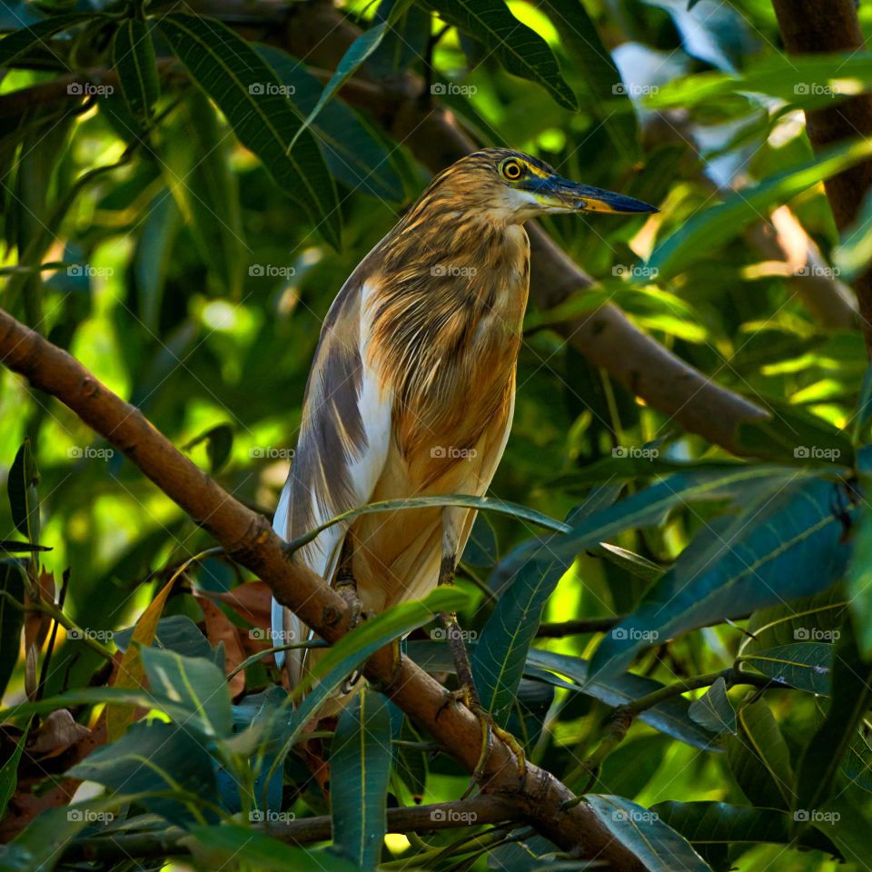 Pond heron - bird photography