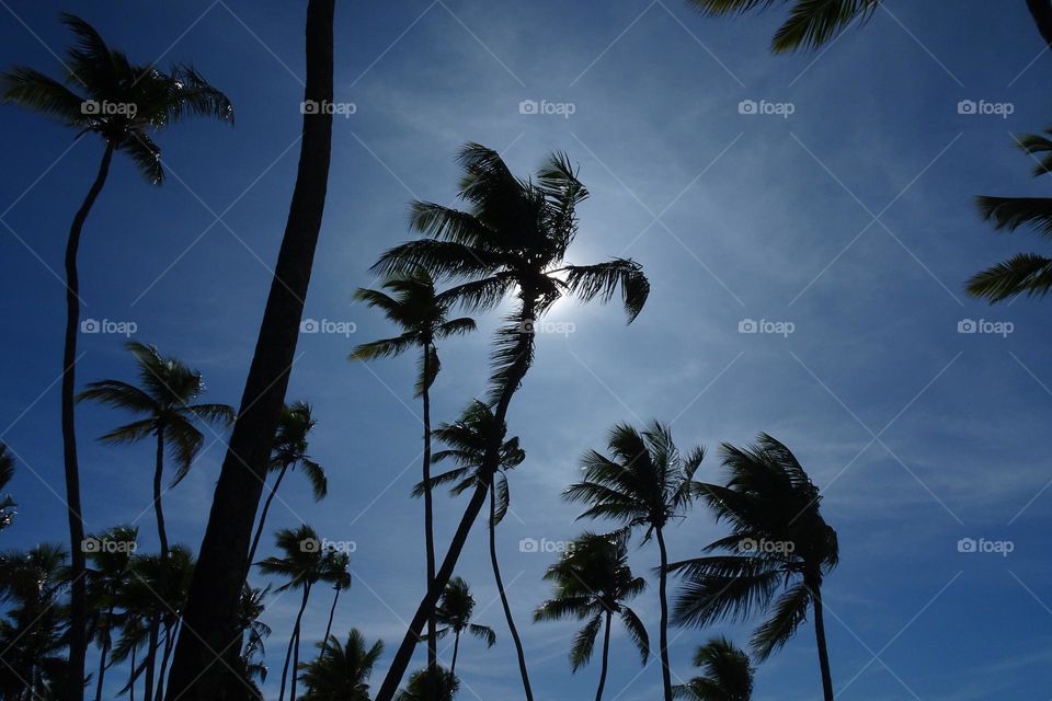 Sunlight Coconut tree