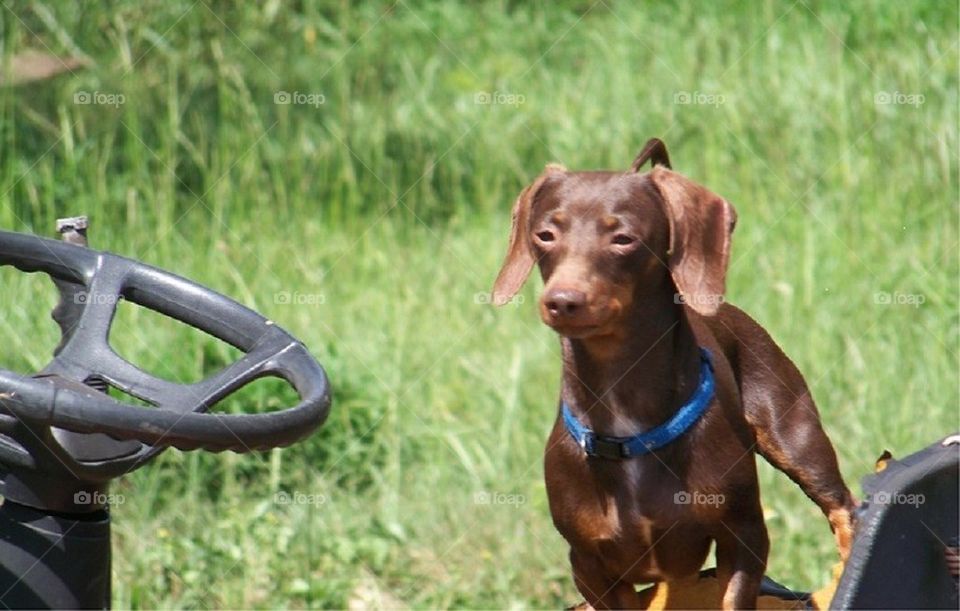 Lawn Mowing Doxie
