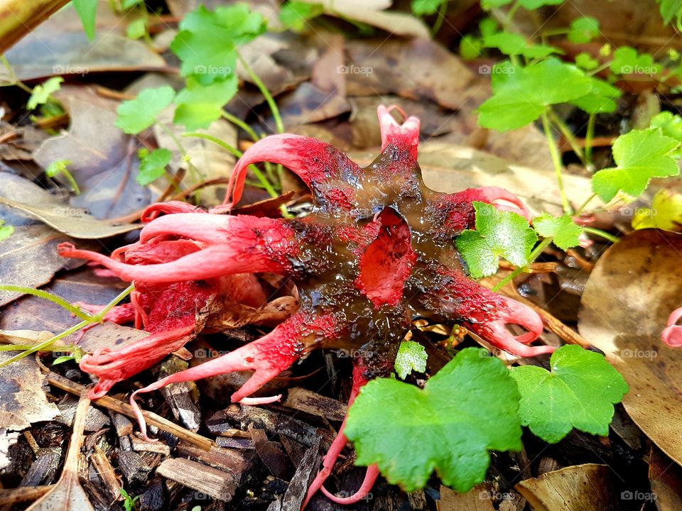 dying red fungi