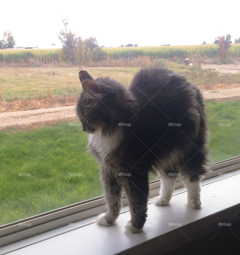 Cat on windowsill