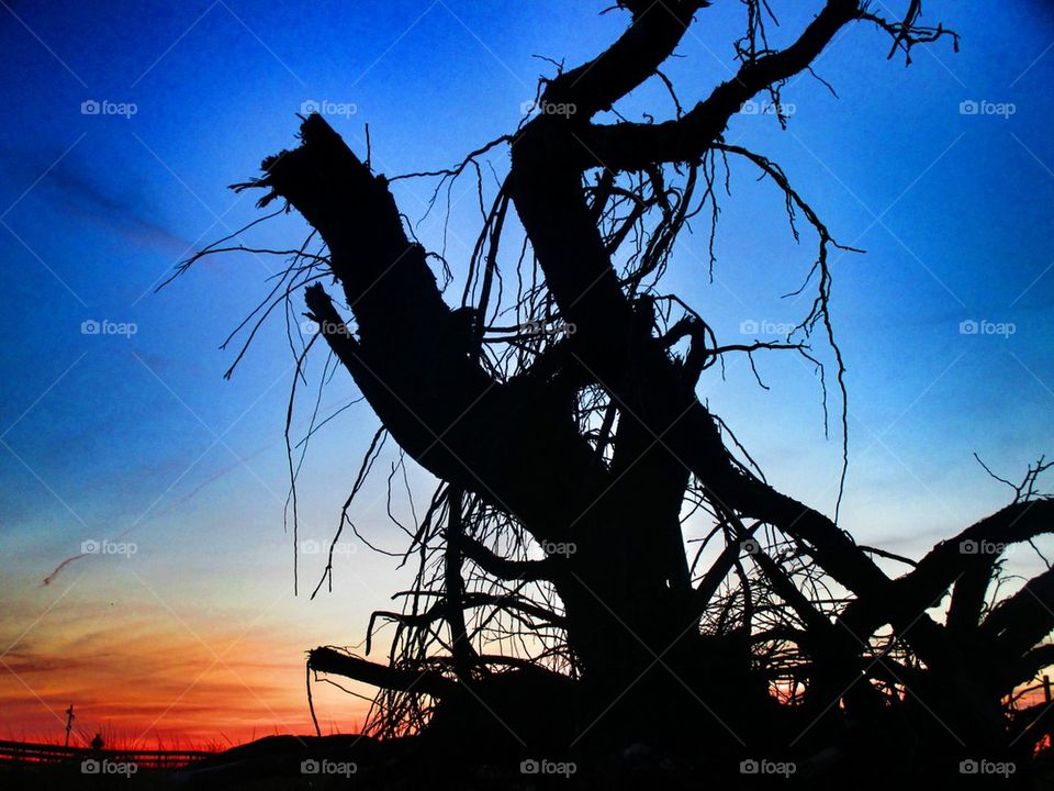 Silhouette of bare tree