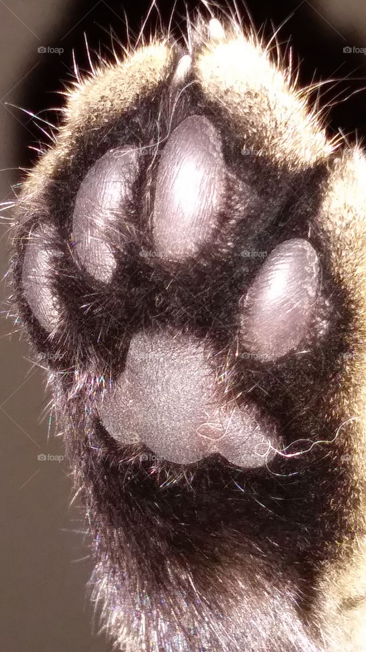 cat foot