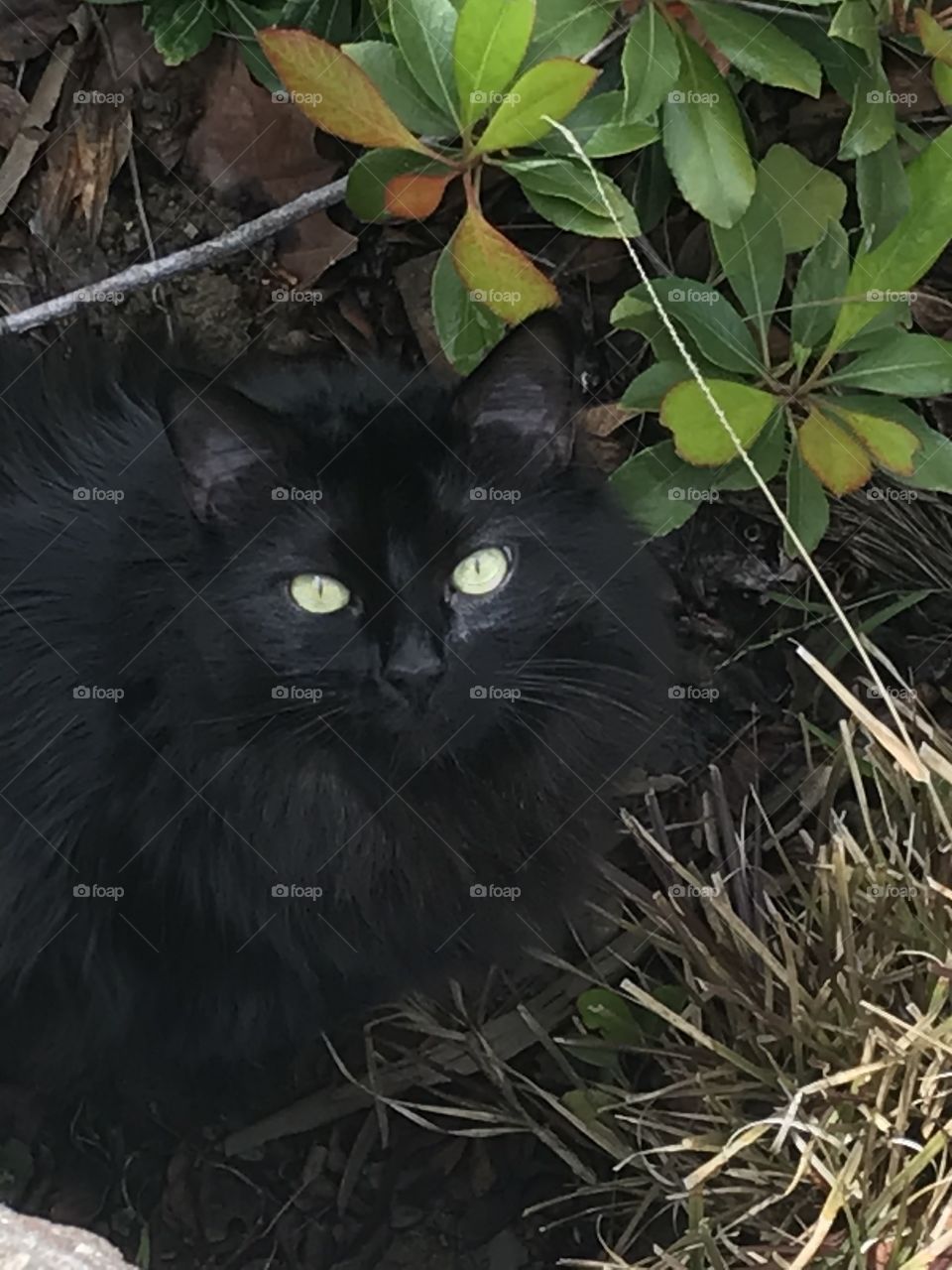Black cat in garden 