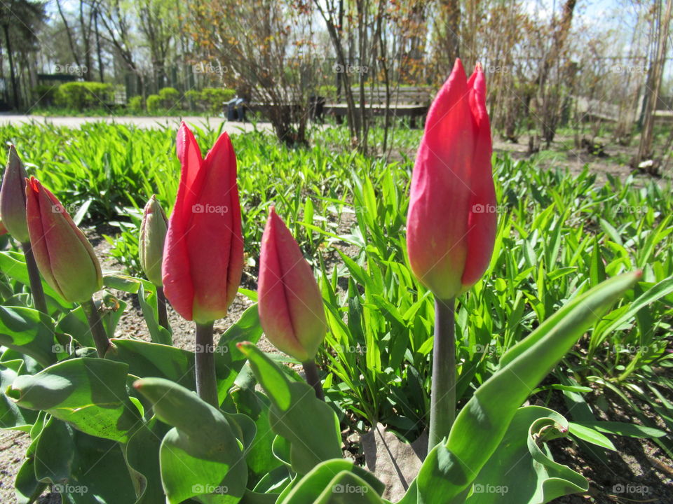 tulips