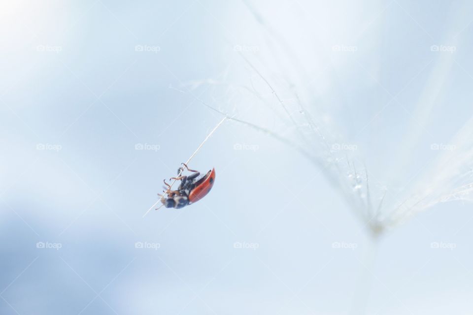 Ladybug 