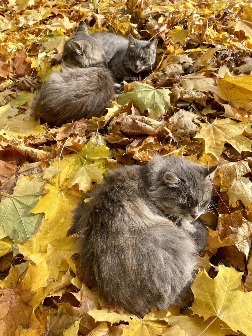 Cats and leaves 