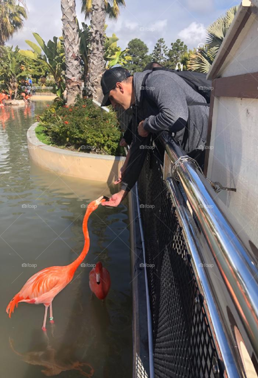 flamingo feeding