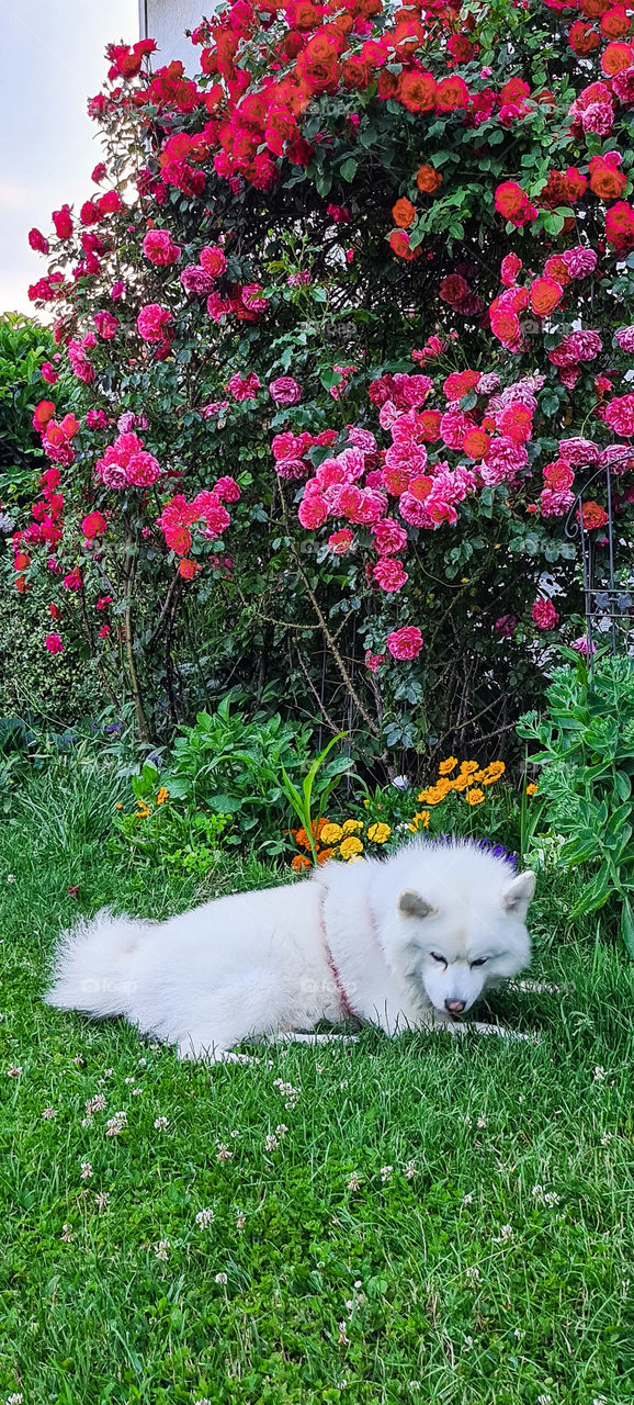 Summer with flowers in the garden