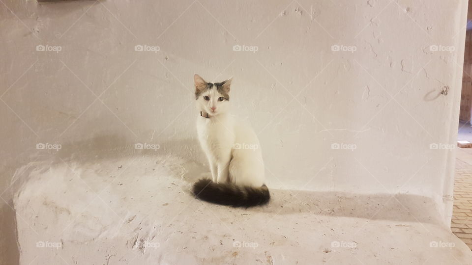 beautiful and sophisticated white cat on white background