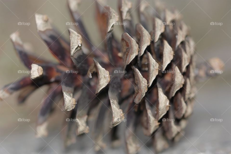 Conifer cone