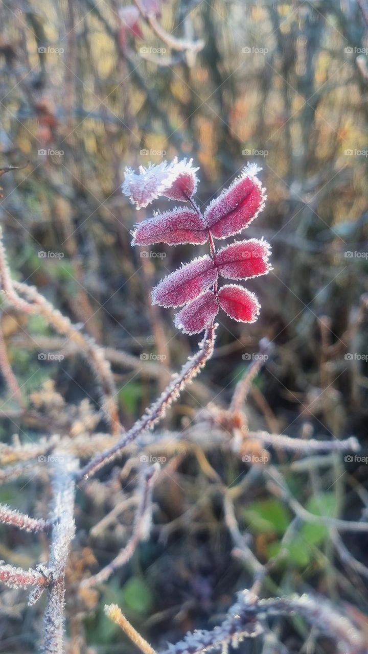 Frozen rowan leaf