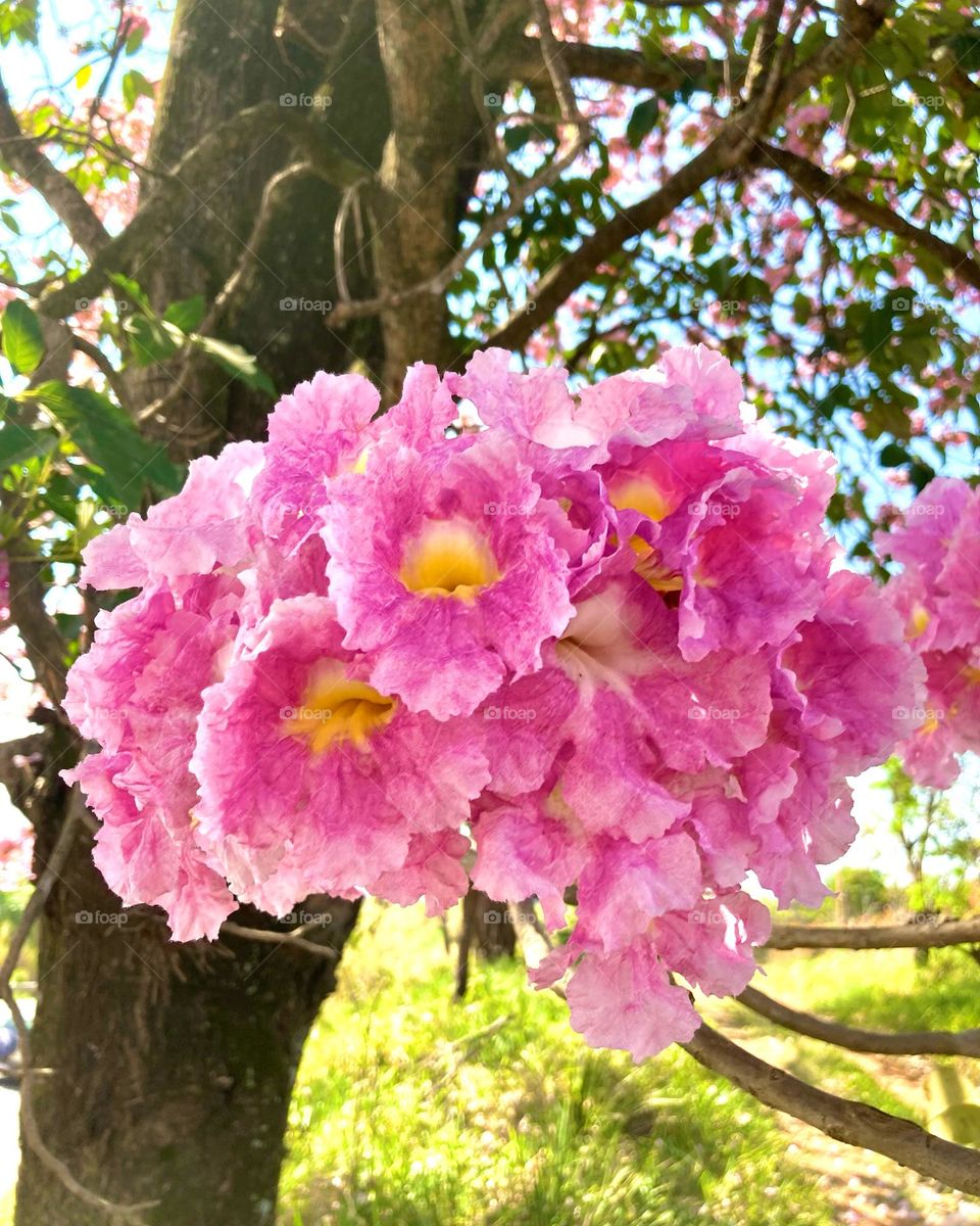 🌹 🇺🇸 Very beautiful flowers to brighten our day.  Live nature and its beauty. Did you like the delicate petals? / 🇧🇷 Flores muito bonitas para alegrar nosso dia. Viva a natureza e sua beleza. Gostaram das pétalas delicadas? 
