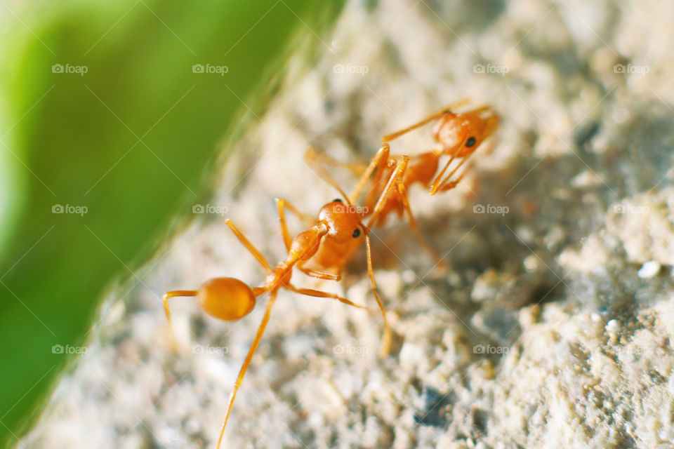 Close-up two working ants