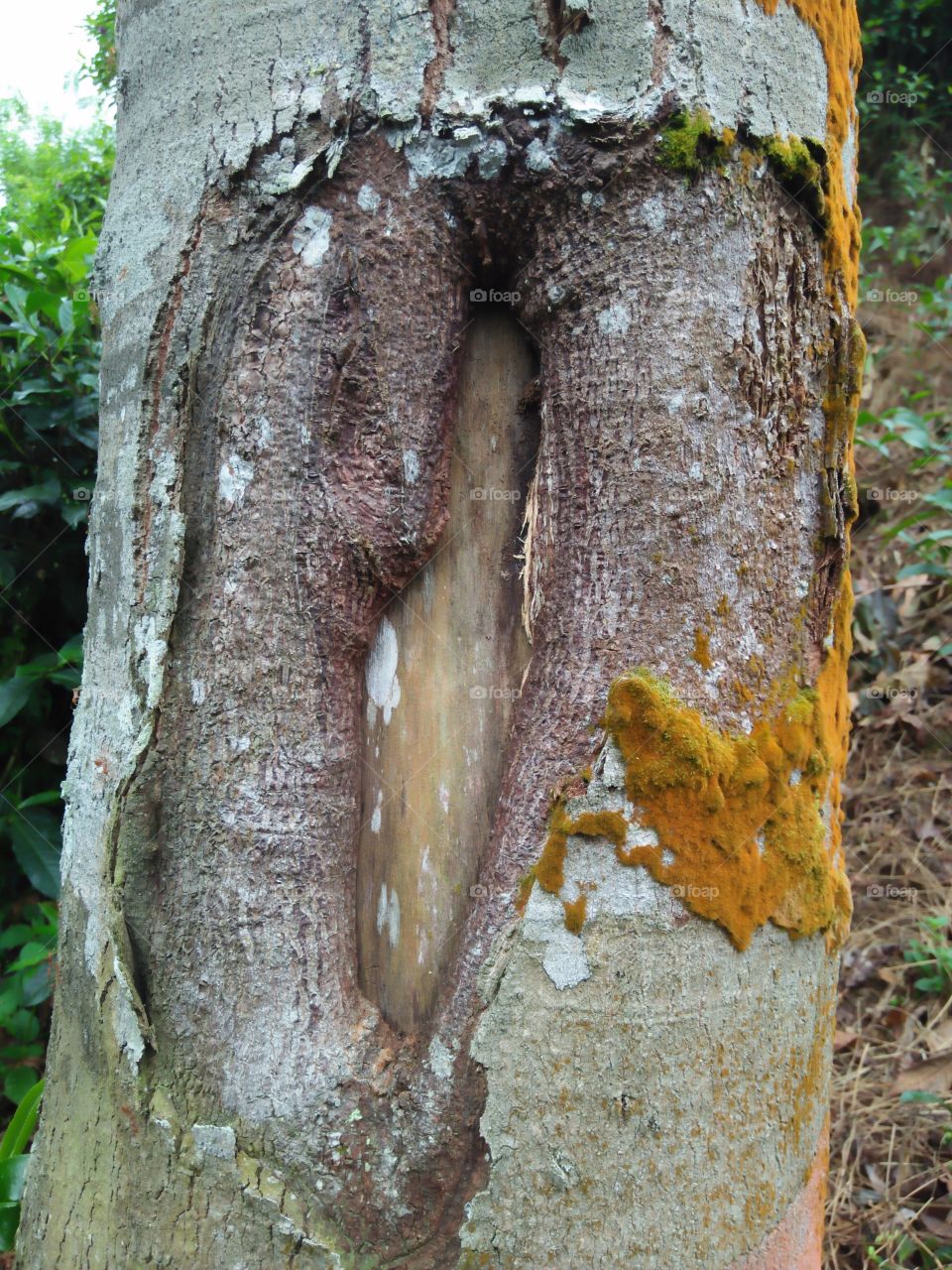 A small  hole on the wood .