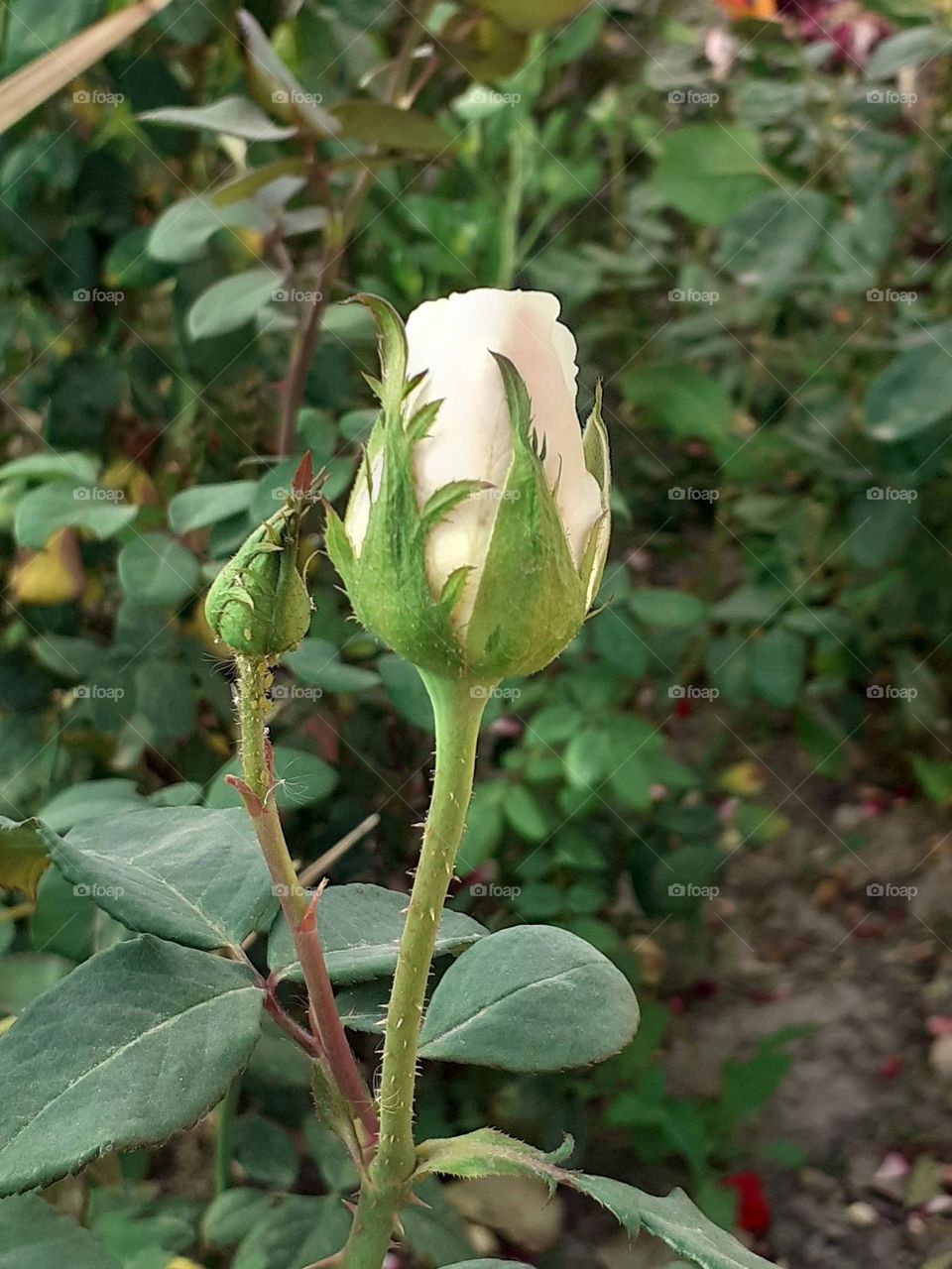 rosa blanca del jardín