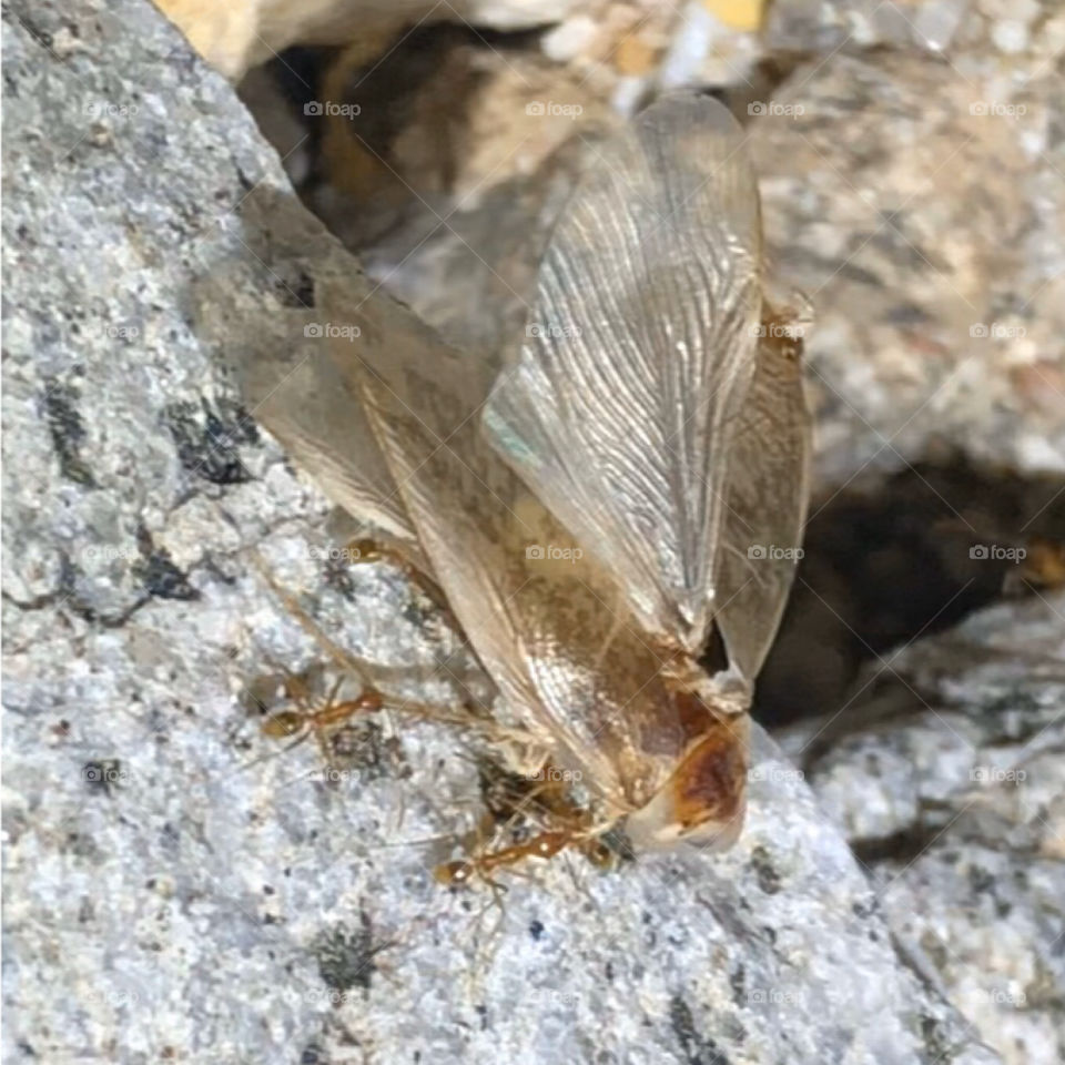 Ants carry away a large desert cockroach 