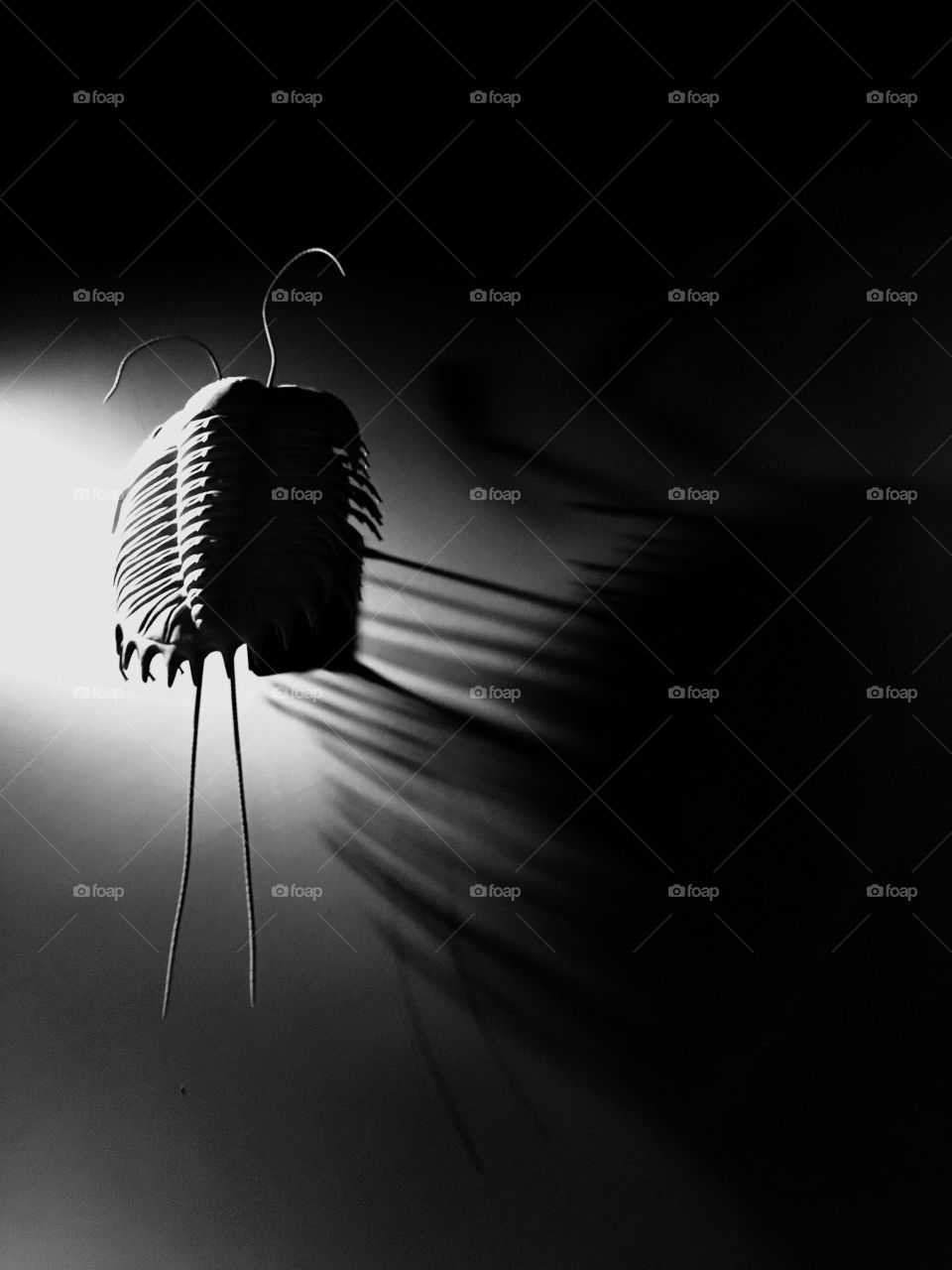 Trilobite, the ancient creature