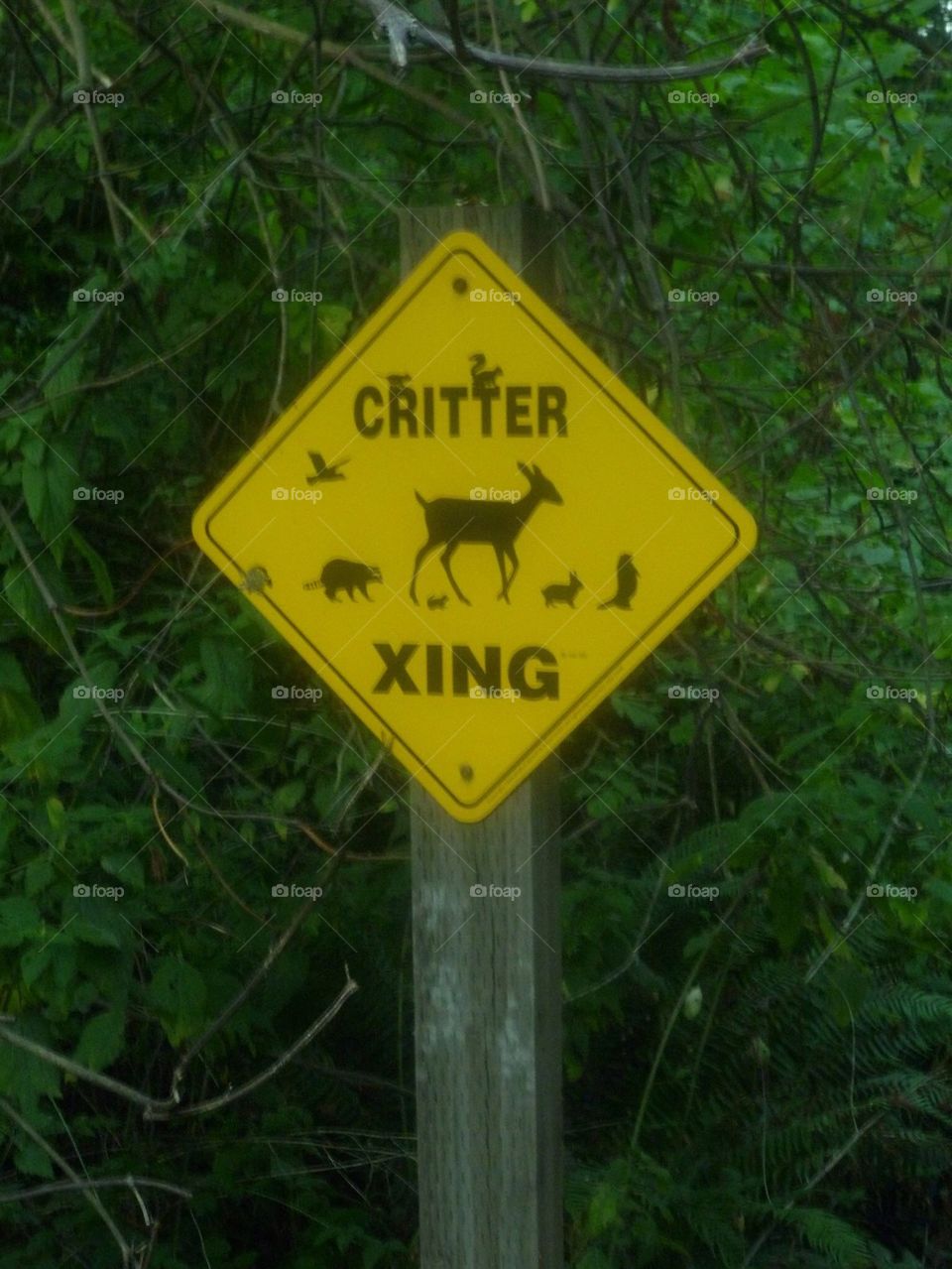 Critters Crossing
