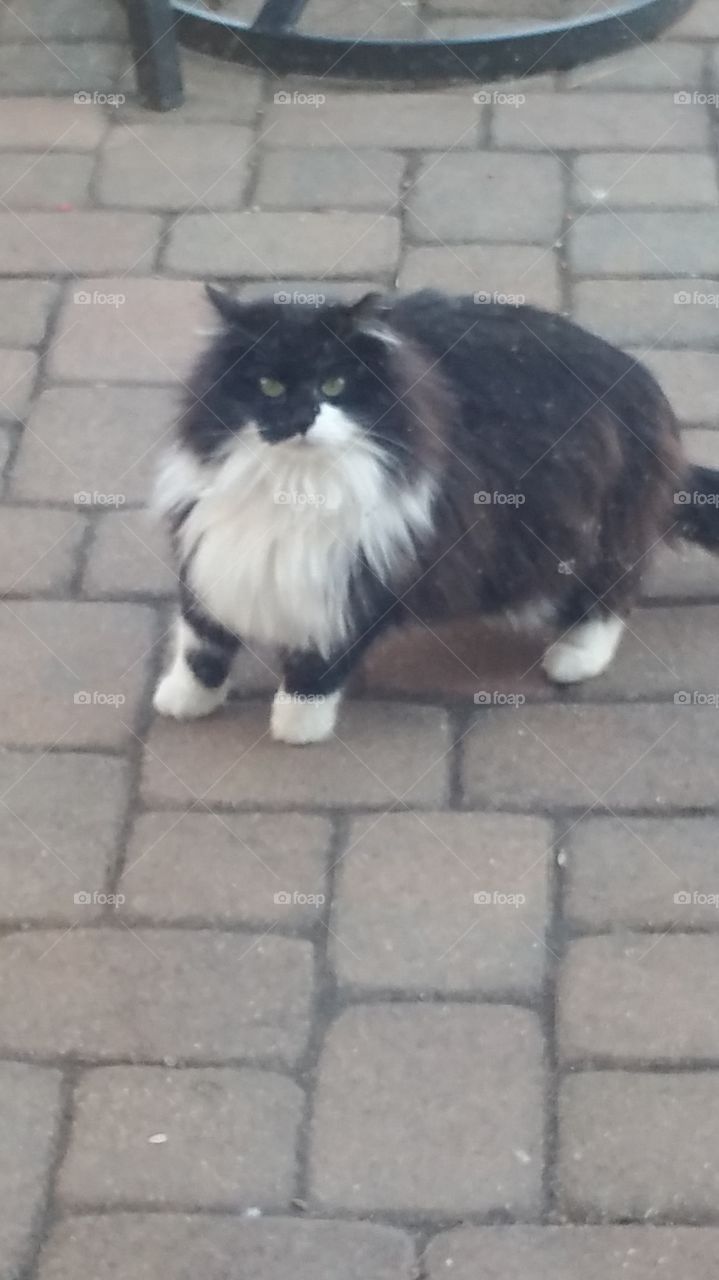 Fluffy Muffin feral cat