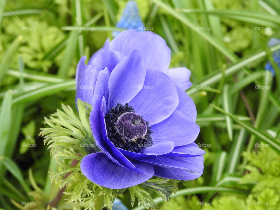 Blue anemone in bloom