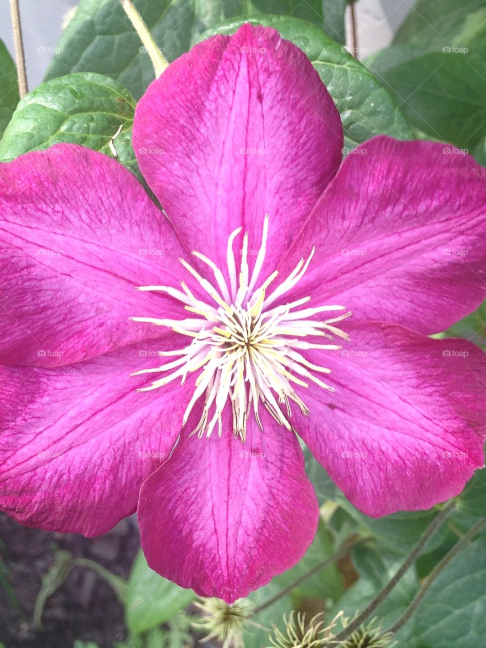 Pink clematis flower