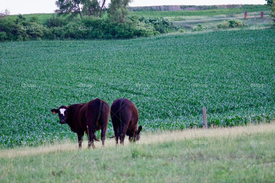 Distant view of two steers in a pasture, backs to the camera, one grazing, the other looking over his shoulder, blurred cornfield and trees in the background 