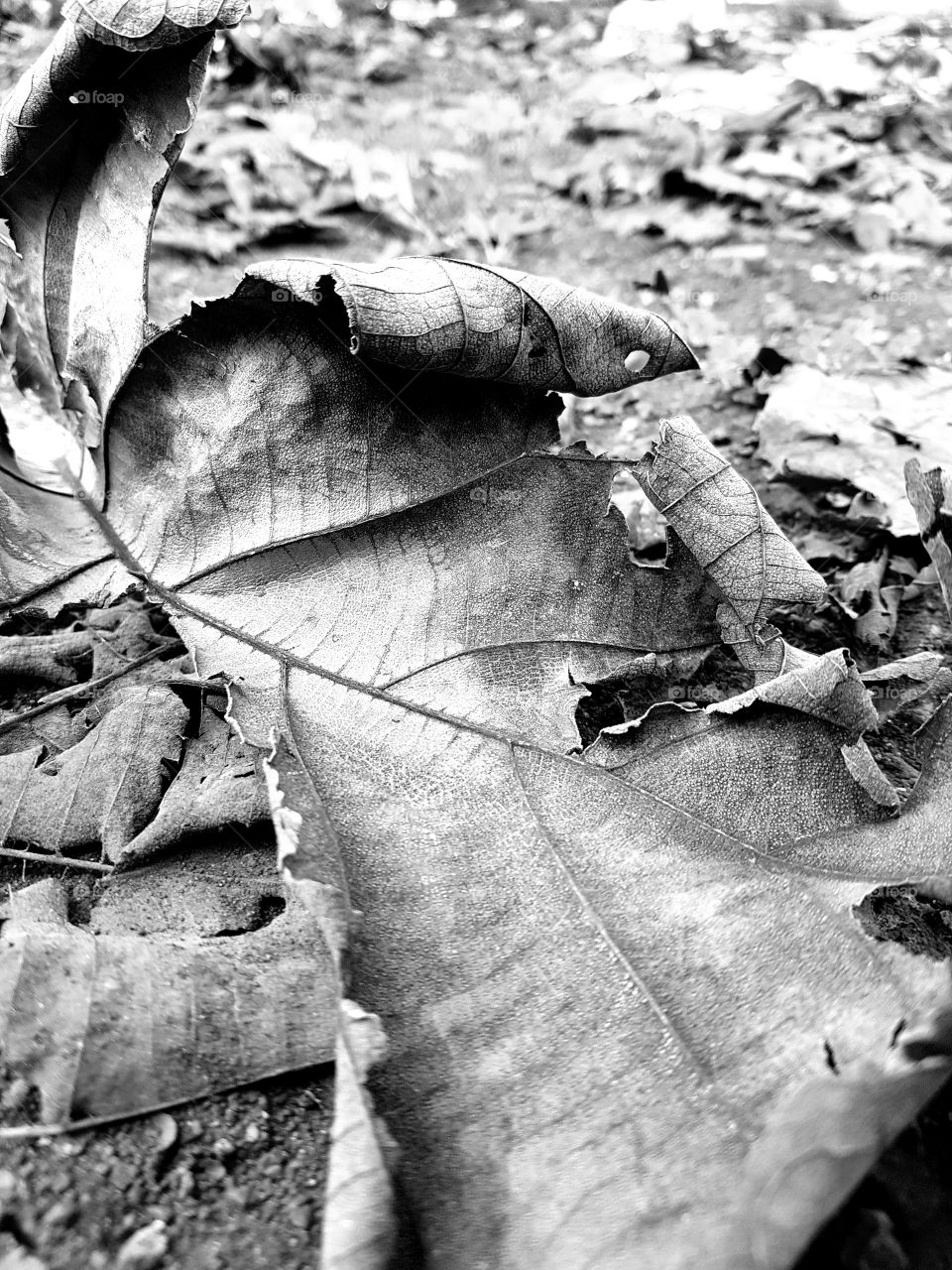 teak leaf