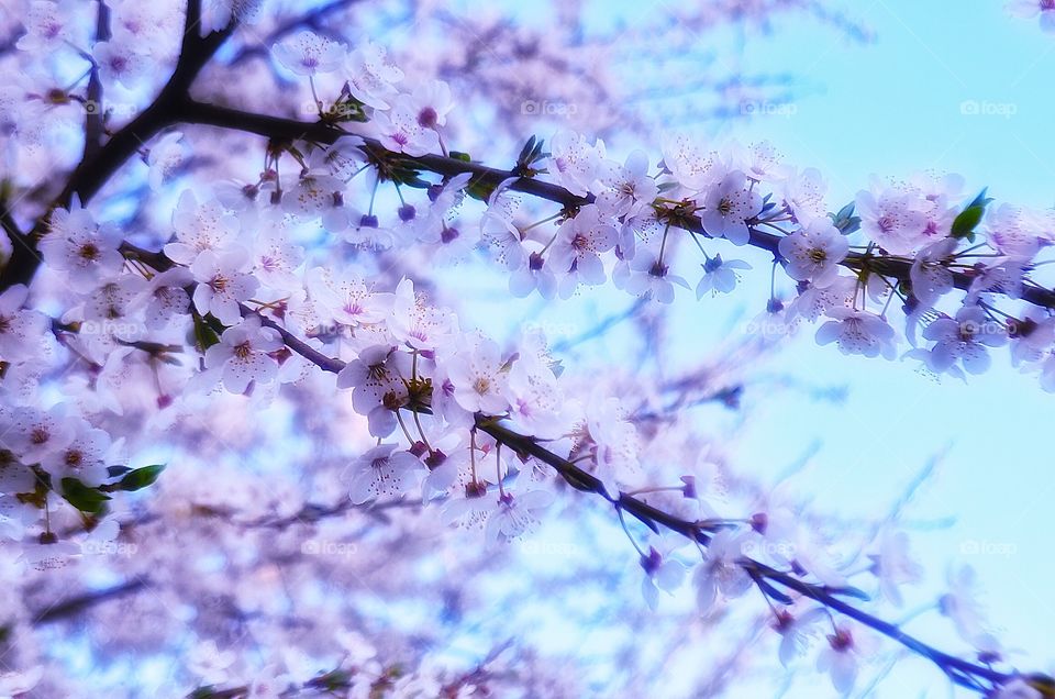 Spring. Spring tree