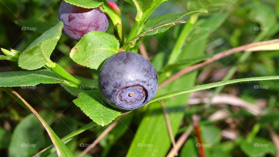 blueberries - a useful forest berry, with constant use contributes to the improvement of vision