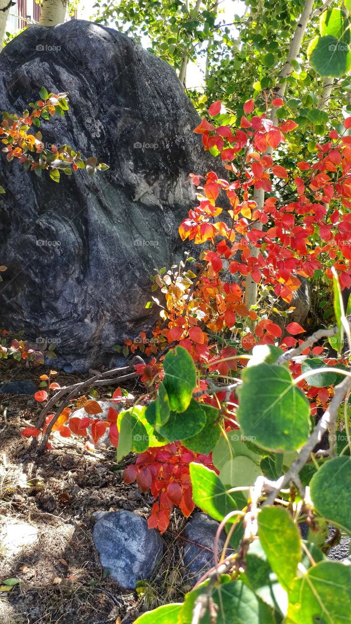 Late summer vibrant colors in the mountains
