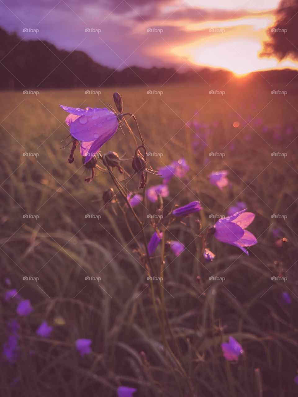 Purple meadow Flowers at Sunset 