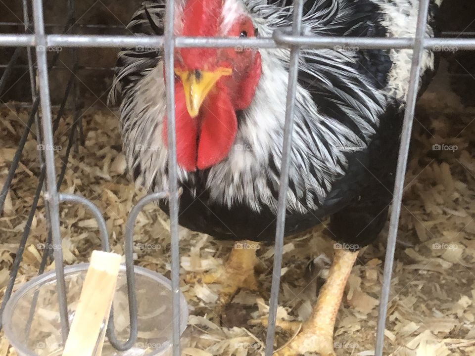 Rooster in cage