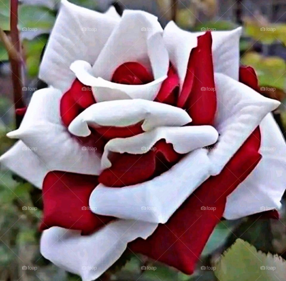 most beautiful and attractive flowers in the garden.