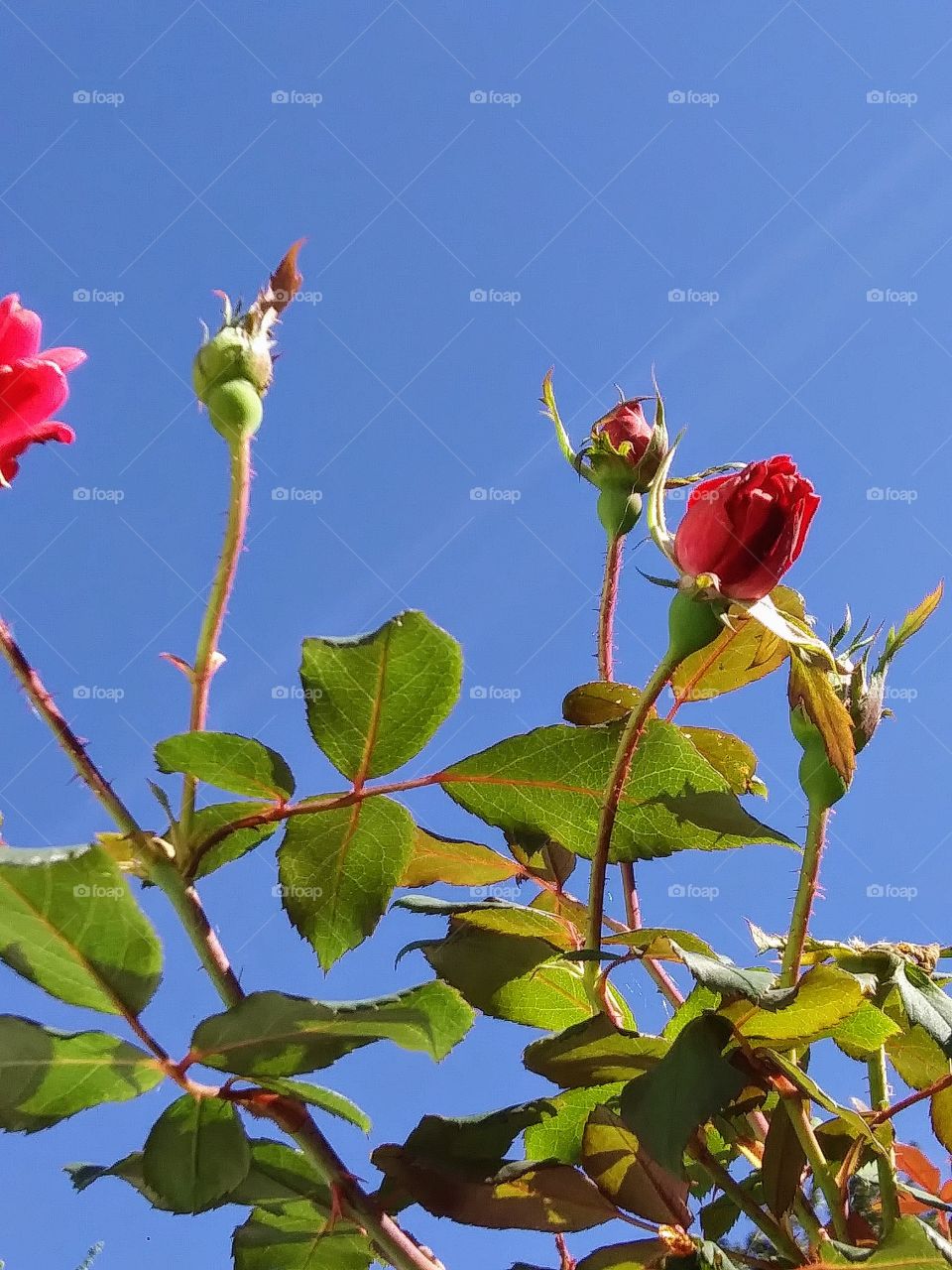 rose buds about to open
