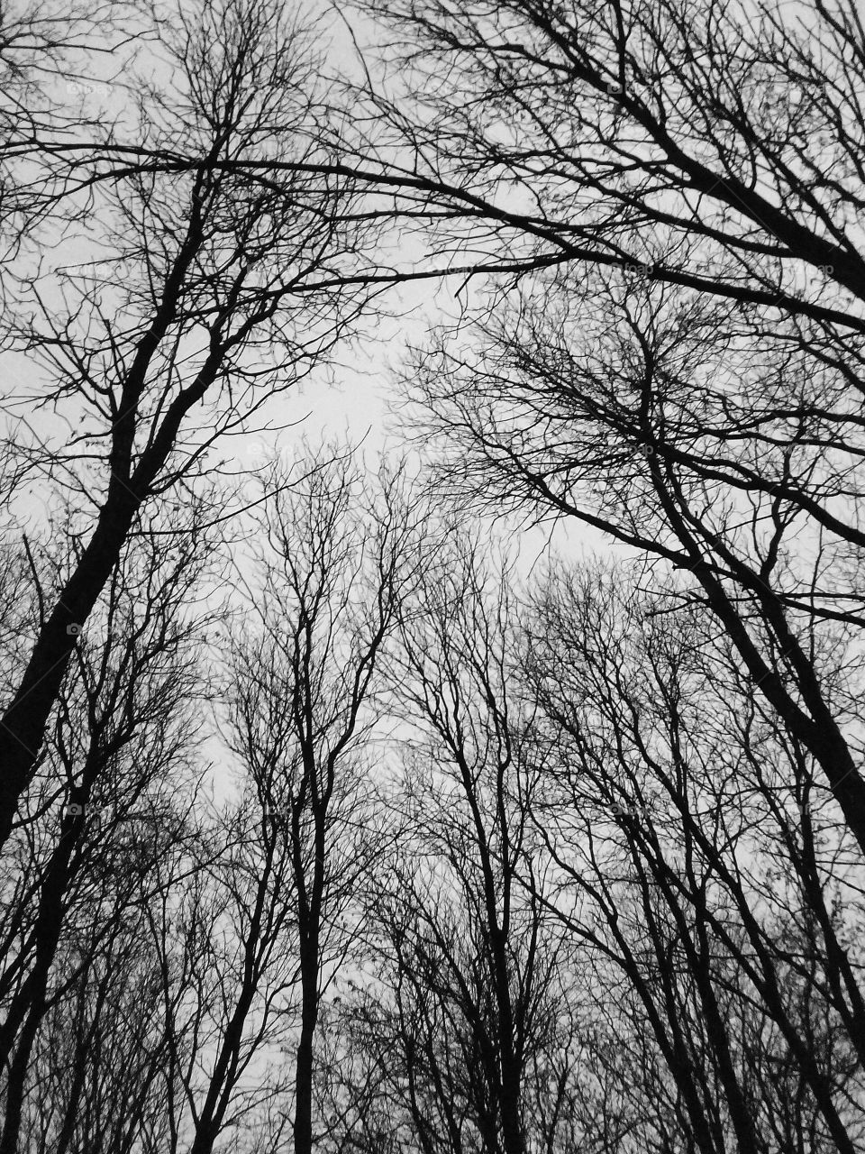 Tree, Wood, Branch, Winter, Weather