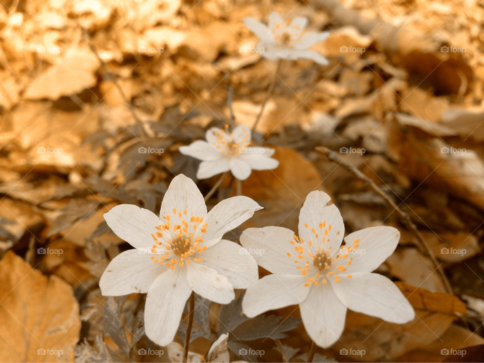 Flower in autumn