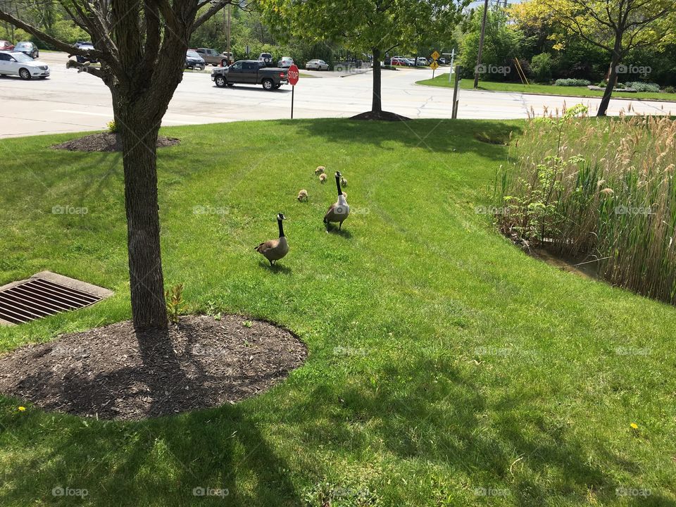Goose family