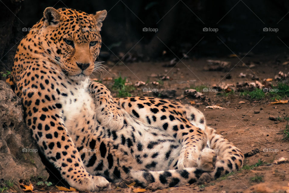 Leopardi 🐯